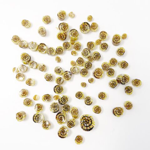 Murrine - Animals - Snail - 90COE