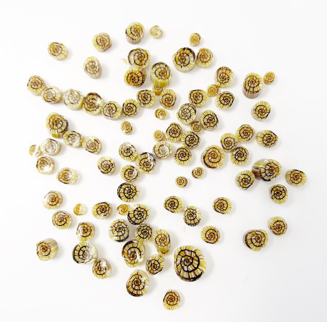 Murrine - Animals - Snail - 90COE