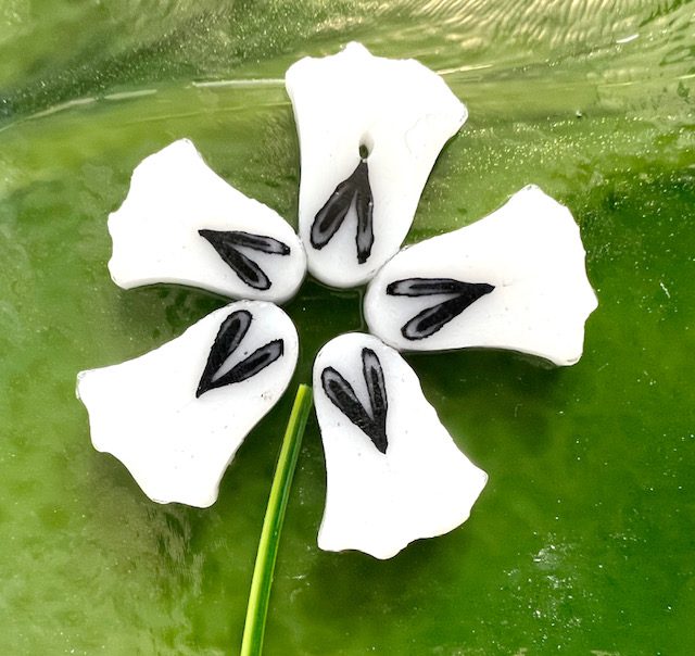 Curious XL - 5 White Star Flower petals- 90COE