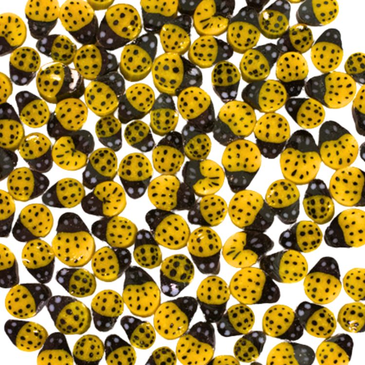 Sweet Ladybug 90COE